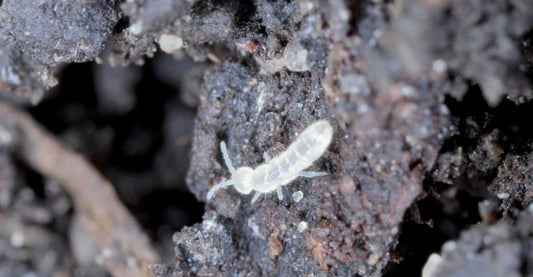 Tropical White Springtails (Collembola sp.)