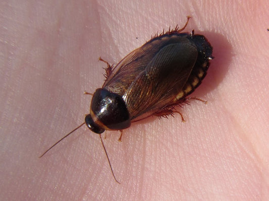 *Sale* Surinam Roaches- Pycnoscelus Surinamensis