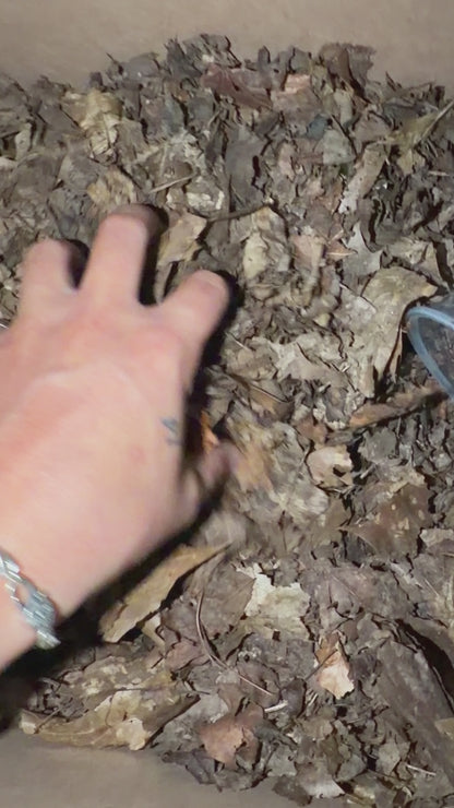 Forest Floor Leaf Litter / Humus